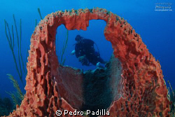 Barel Sponge & Diver
f/8 @ 1/80sec ISO-200 by Pedro Padilla 
